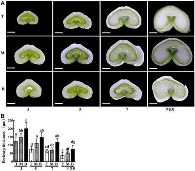 Programmed Degradation of Pericarp Cells in Wheat Grains Depends on Autophagy